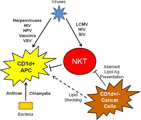 Figure 2 From Immune Evasion Of The Cd1dnkt Cell Axis Semantic Scholar