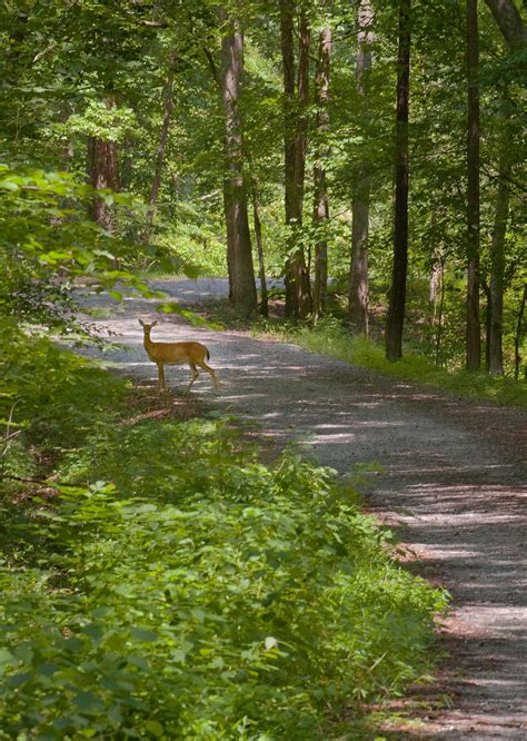Striped Hairstreak - Alabama Butterfly Atlas