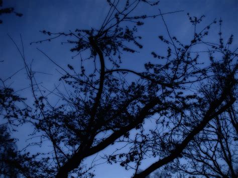 Free Images Tree Nature Branch Silhouette Winter Cloud Sky