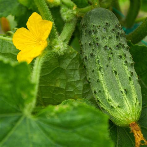 Bush Pickle Cucumber Garden Seeds 3 G Packet 100 Seeds Non Gmo