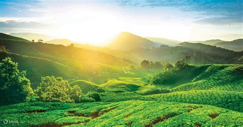 Escape To Nature Cameron Highlands Private Day Tour From Kuala Lumpur