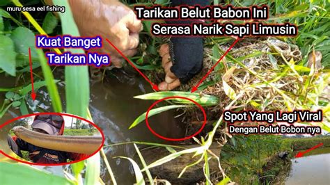 TARIKAN BELUT BABON INI SERASA NARIK SAPI LIMUSIN KUAT BANGET