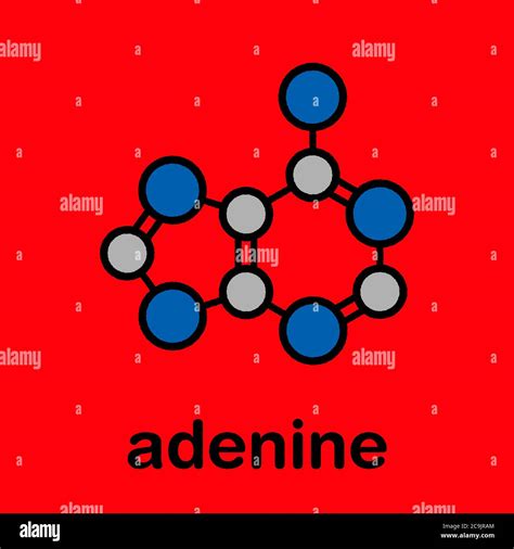 Adenine A Adenine Purine Nucleobase Molecule Base Present In DNA