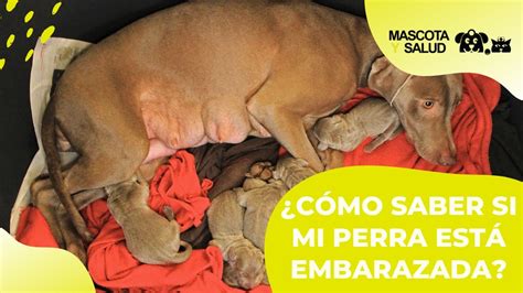 A qué edad dejan de crecer los Pitbull Descubre la respuesta aquí