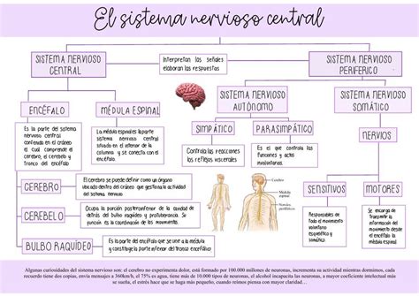 Clasificacion Del Sistema Nervioso