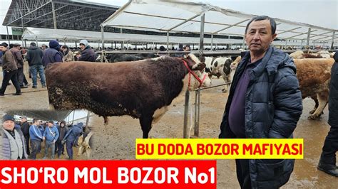 Shoro Mol Bozor Buqa Va Yosh Buqacha Taroziga Qancha Nimn Narxi