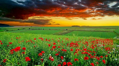 Wallpaper ID 704244 Outdoors Poppies Rural Scene Landscape Land