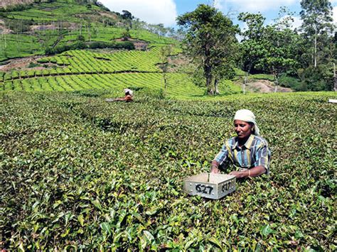 Assam Tea Planters In Assam Seeks Special Rate Of Gst The Economic Times