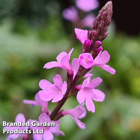 Verbena Lavender Lace Suttons