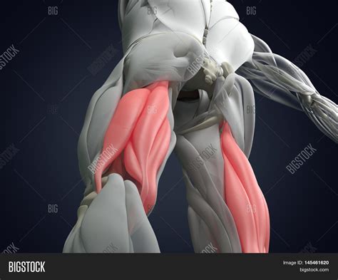 Hamstring Muscle Group Image And Photo Free Trial Bigstock