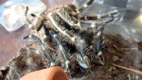 Chaco Golden Knee Tarantula molting - YouTube