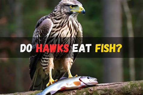 Do Hawks Eat Fish Hawk Behavior And Protect Your Pond Fish