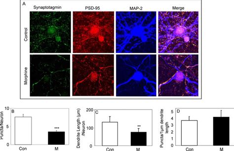 Chronic Morphine Inhibits Neurite Outgrowth And Synaptic Puncta