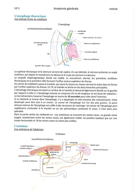 Solution Anatomie G N Rale Le Syst Me Digestif Studypool