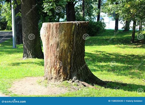 big stump    felled tree   park stock photo image