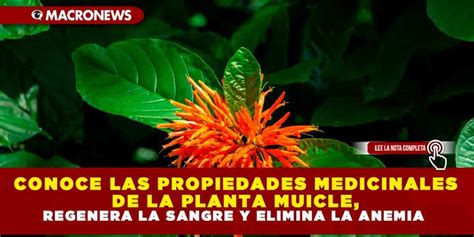 CONOCE LAS PROPIEDADES MEDICINALES DE LA PLANTA MUICLE REGENERA LA