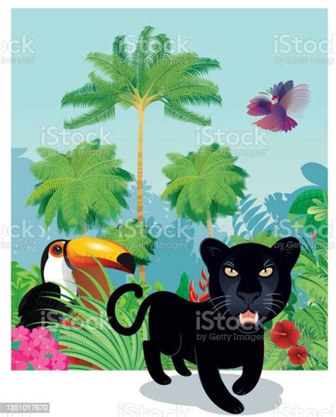 Black Panther In Rainforest向量圖形及更多黑豹圖片 黑豹 亞馬遜地區 動物 Istock