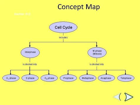 Concept Map Of Cell Cycle