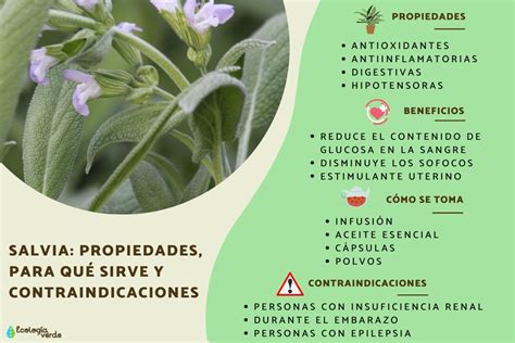 Salvia propiedades beneficios para qué sirve y contraindicaciones Guía