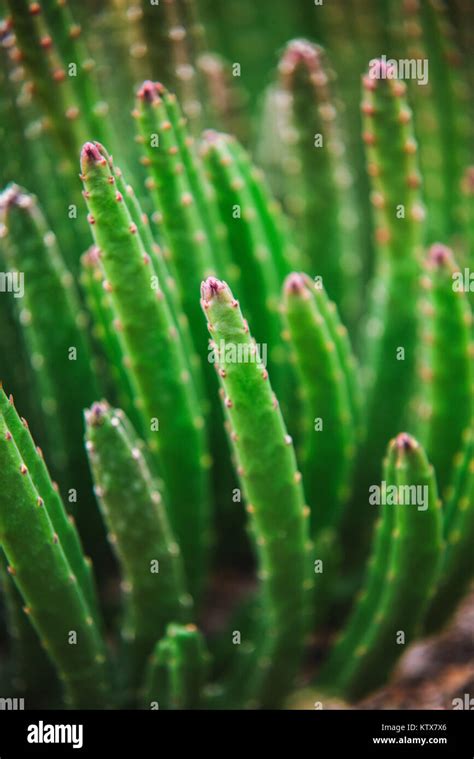 Stapelia Grandiflora Hi Res Stock Photography And Images Alamy