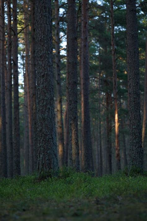 Tall pine trees · Free Stock Photo