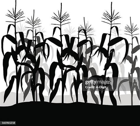 339 Corn Stalk Silhouette Stock Photos, High-Res Pictures, and Images ...