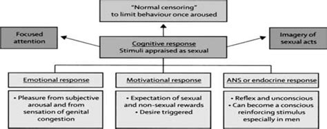 Model Of Sexual Arousal Ans Autonomic Nervous System Brain Areas