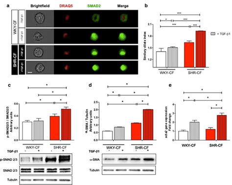 TGF β1 treatment increases SMAD2 3 signaling activation and α SMA