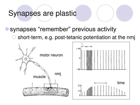 PPT - synaptic plasticity PowerPoint Presentation, free download - ID ...