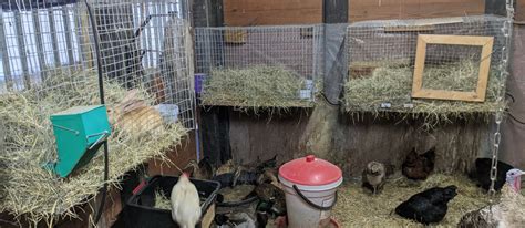 Meet Our Rabbits Cff Farm