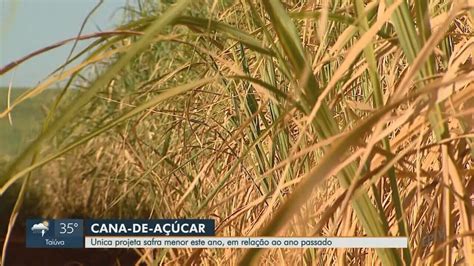 Mesmo perspectiva de queda na safra da cana de açúcar estoque é