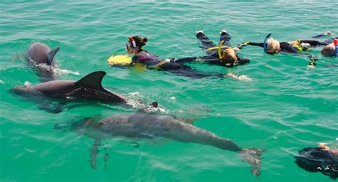 Perth Swim With Wild Dolphins Tour Getyourguide