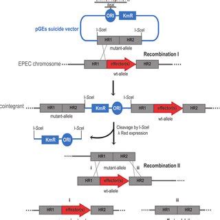 Marker Less Gene Deletion Strategy Of Epec Effector Genes Deletions