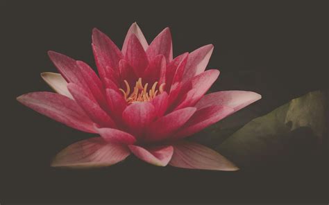 1000+ Beautiful Lotus Flower Photos · Pexels · Free Stock Photos