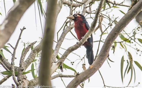 Barbet Double Toothed Lybius Bidentatus Uganda World Bird Photos