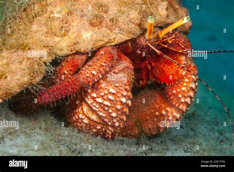 Giant Hermit Crab Petrochirus Diogenes Off Singer Island Florida