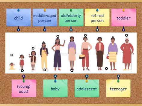 Stages of human life - Labelled diagram