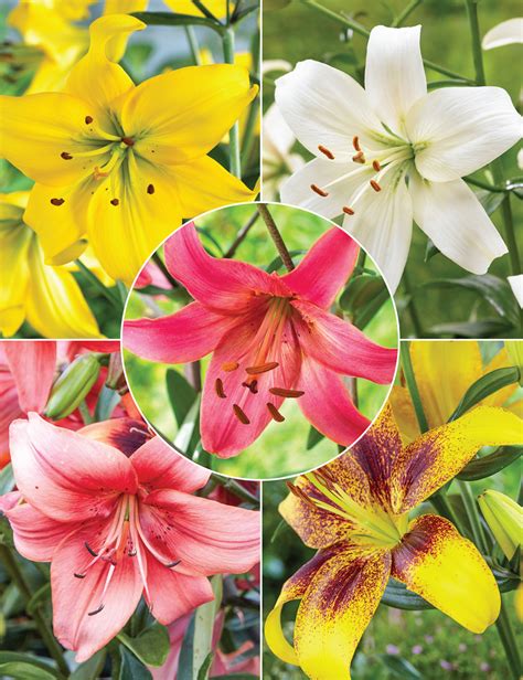 Sumo Asiatic Lilies Reduced Collection Tesselaar