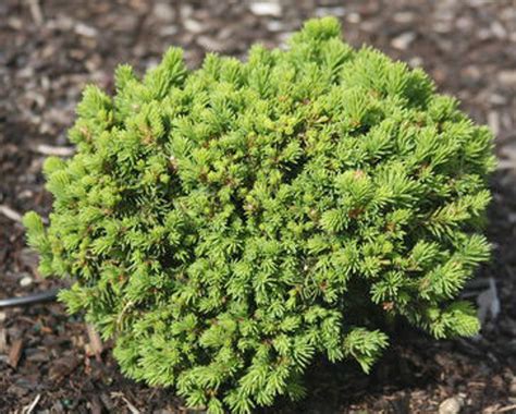 Picea Abies Hasin Miniature Norway Spruce Kigi Nursery