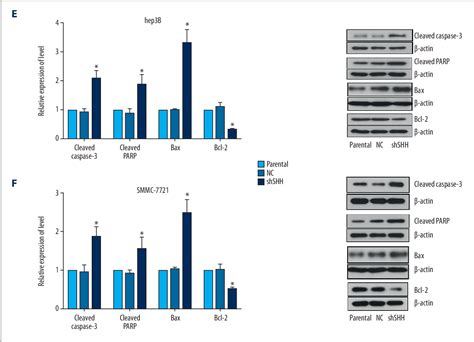 Figure From Knockdown Of The Sonic Hedgehog Shh Gene Inhibits