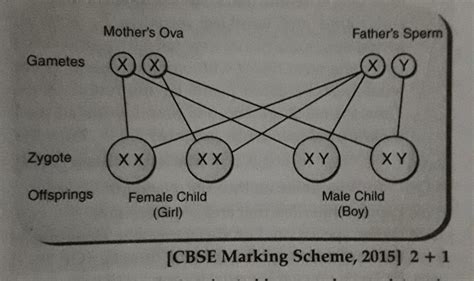 Schematic Diagram Of Sex Determination According To Board Key Brainly In