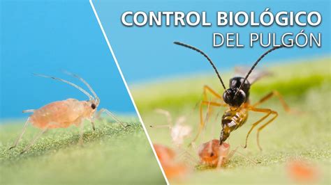 Control Biológico Del Pulgón Aphidius Colemani Youtube