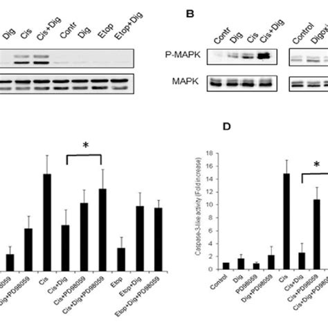 Involvement Of Jnk And Mapk In Digoxin Mediated Regulation Of Apoptosis