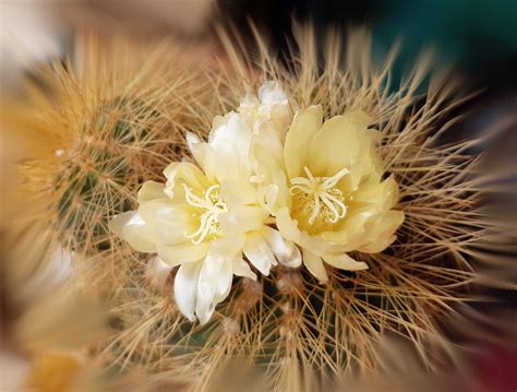 Cactus Espinas Espinoso Foto Gratis En Pixabay Pixabay