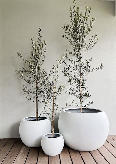 Olive Tree In Amalfi Pot House Plants Decor Potted Trees Plants