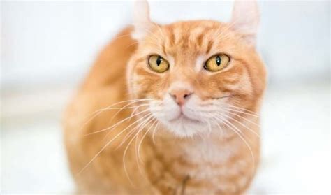 Orange Tabby Cat Breeds Surprising Fun Facts About Orange Cats