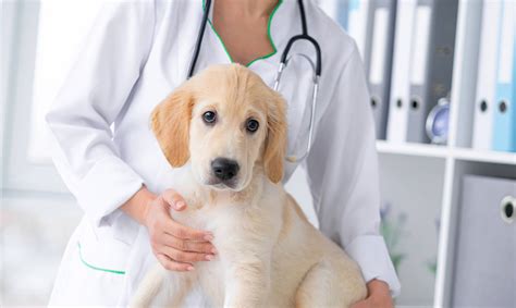 Veterinarians Helping Injured Animals