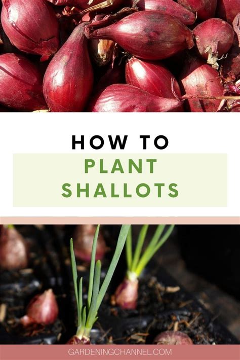 What happens if you plant a shallot? - Gardening Channel