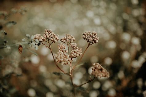 Inflorescence of Withering Flowers · Free Stock Photo