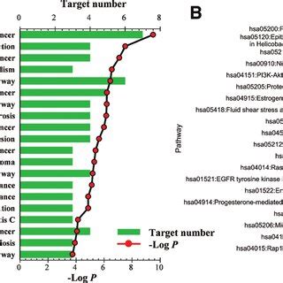 KEGG Enrichment Analysis Of Potential Targets Linked To The Occurrence